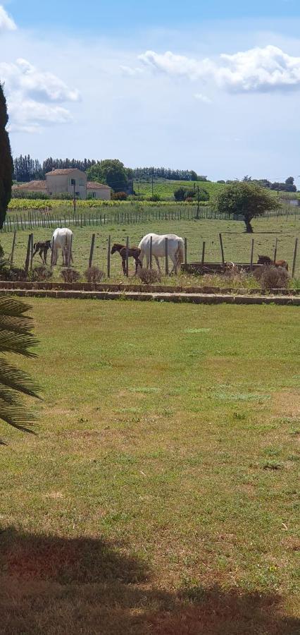 Bed and Breakfast Les Bonbonnettes Le Cailar Esterno foto
